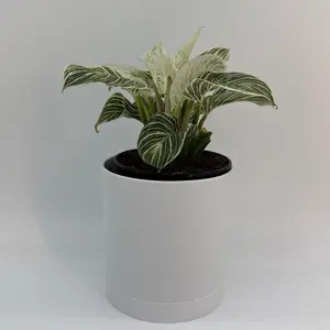 Philodendron Birkin 6" pot - Live Tropical House Plant for Indoor Home Decoration - Decorative