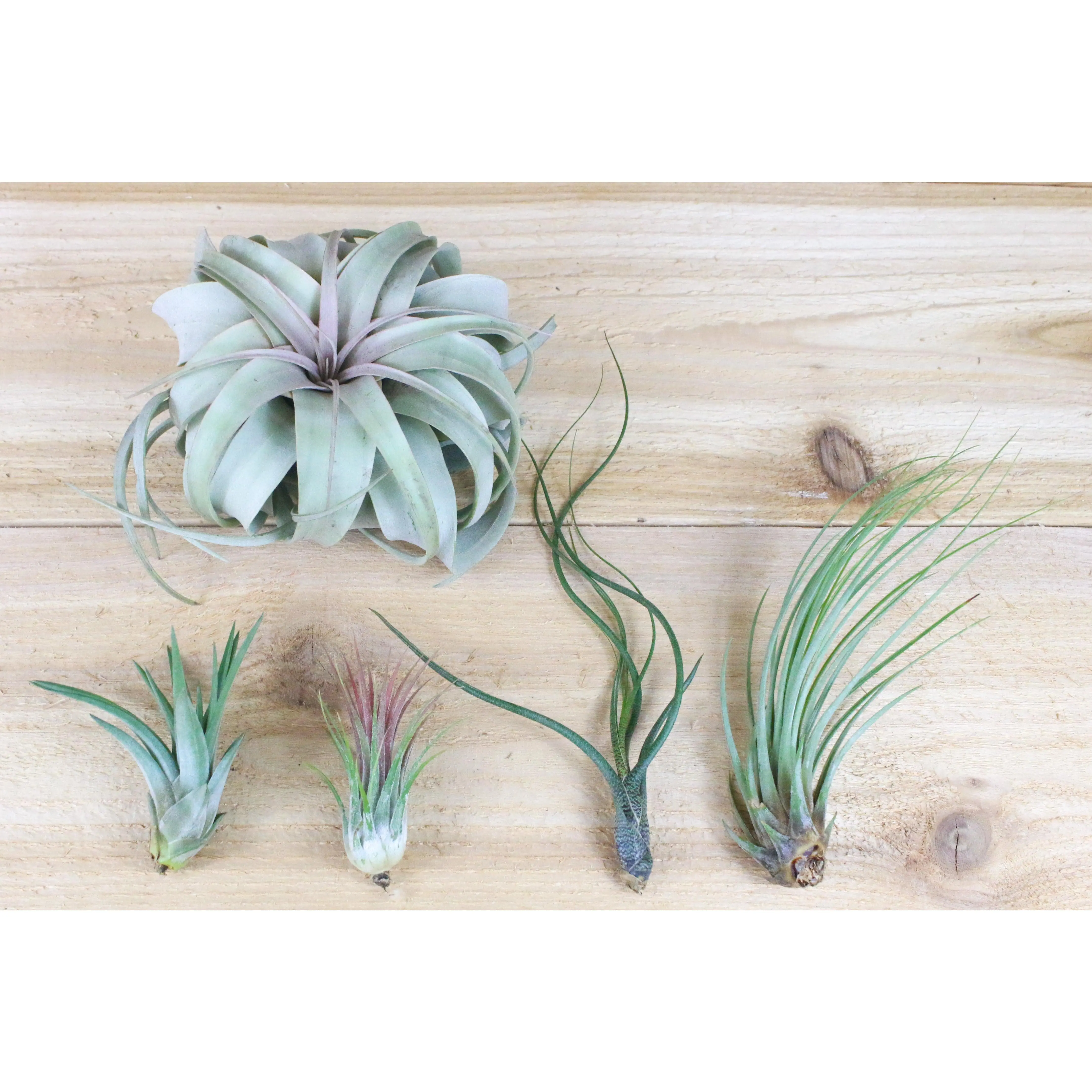 Tillandsia Air Plants Of Mexico [5 or 10 Pack] Low Maintenance House Plant Decor - Whimsical - Vintage - Air Purifying - Self Care - Healthy Living