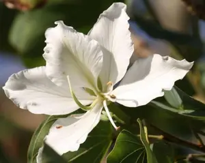 15 seeds WHITE ORCHID TREE Bauhinia acuminata exotic flower bonsai plant seed