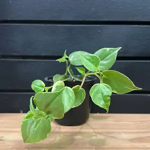 Peperomia Cupid 4 inch planter pot