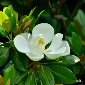 Southern Sweetbay Magnolia Seeds (Magnolia virginiana)