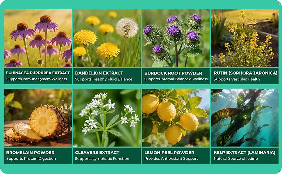 Lymphatic Drainage Supplements: Natural Herbal Complex Echinacea Burdock Root Dandelion Cleavers - Lymph System Support for Bloating Immune Health Fluid Balance 60 Capsules