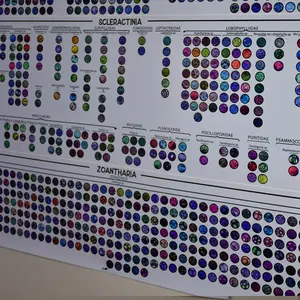 The Unabridged Coral Identification Guide for Reef Keepers | Visual Taxonomy Reference