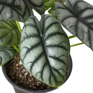 Alocasia Silver Dragon Plant Live House Plant Potted Rare