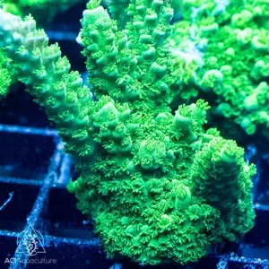 ACI Green Slimer Acropora