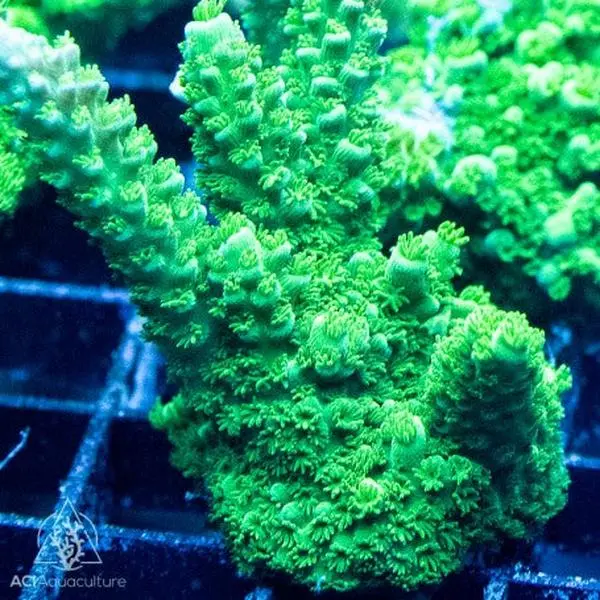 ACI Green Slimer Acropora