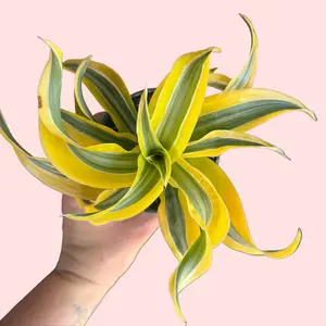 4" Dracaena Lemon Surprise - Dragon Tree Surprise - Air Purifying Plant - Easy Care Houseplant