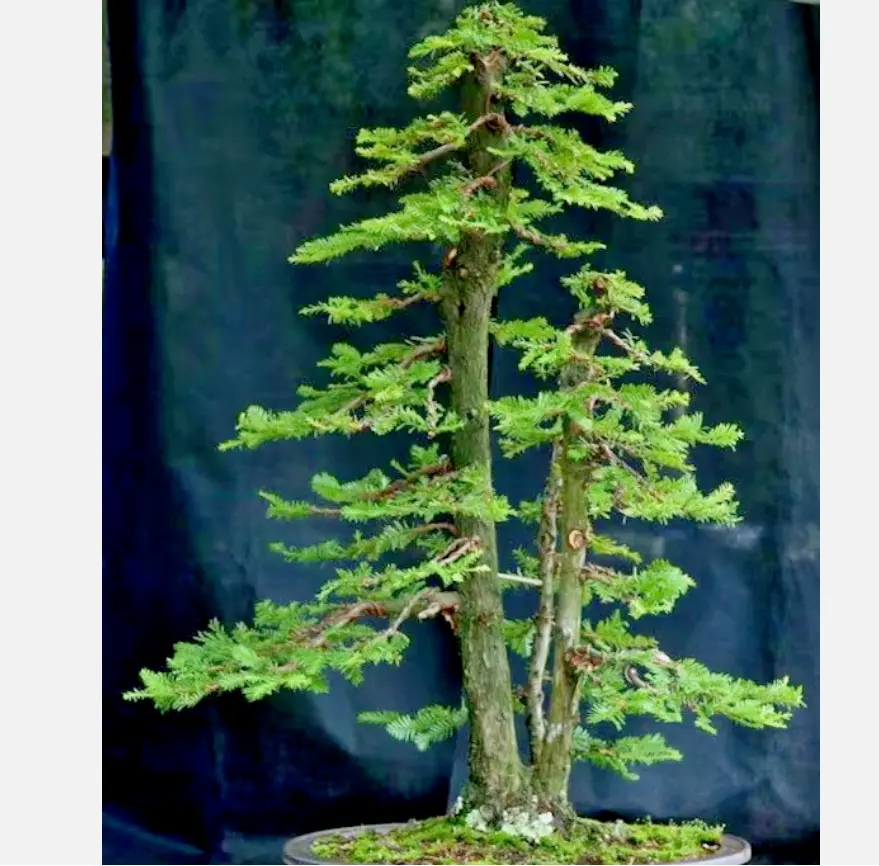 BONSAI Giant sequoia, Sequoiadendron giganteum redwood forest TREE -10 seeds