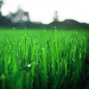 1,000,000PCS  Grass Seeds-Turf grass seeds for lawn planting. Warm-Season Grass species that can form a dense, carpet-like lawn with a fine texture.