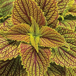 ColorBlaze® Golden Dreams Coleus