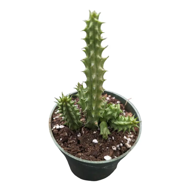 3d printed plant pot Mid-Century Ribbed Planter main image 1