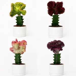 Mermaid Tail 4" pot Cactus Euphorbia Lactea Rare Succulent with Fan-Shaped Leaves for Dry Conditions Focal Point Houseplant