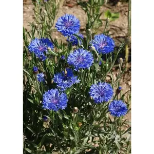 Bachelor's Buttons, Cornflower Seed, Dwarf Blue