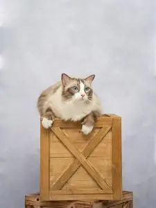 Kate Light Grey Backdrop Headshot Background Gray Portrait Fabric Photography Studio Props