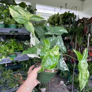 6” Syngonium albo variegated