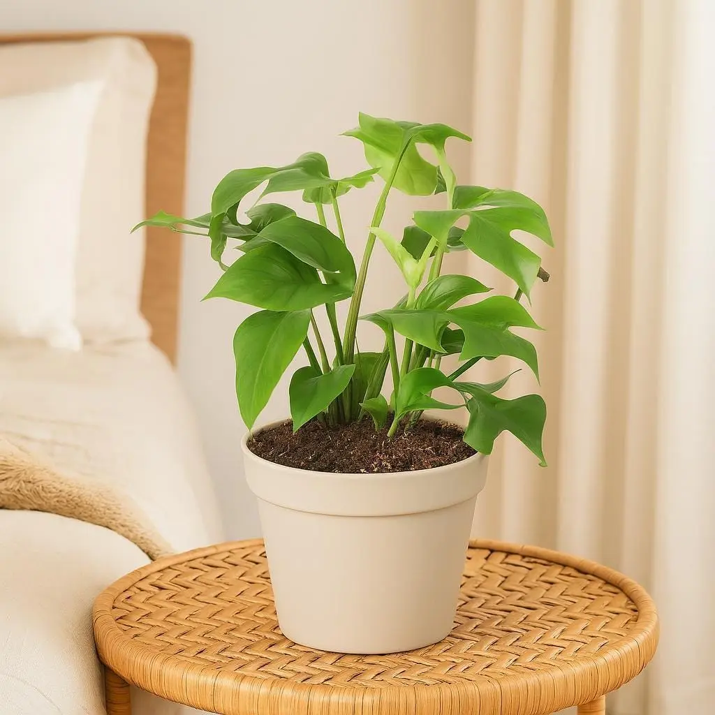 Mini Monstera - Rhaphidophora Tetrasperma
