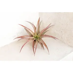Large Tillandsia Abdita Air Plants / 5-6 Inches Tall [1, 3 or 5 Pack]