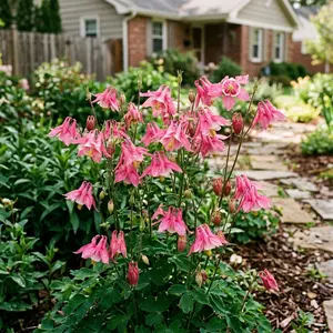 350 Pink Columbine Seeds for Planting - Heirloom Pink Columbine Flower Seeds for Home Garden
