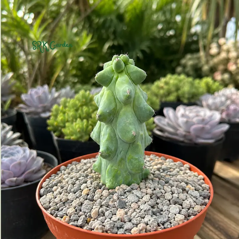 Boobie Cactus, Myrtillocactus Geometrizans Cactus, Rare Cactus, Exotic Plant in 4", 6", 8" pot
