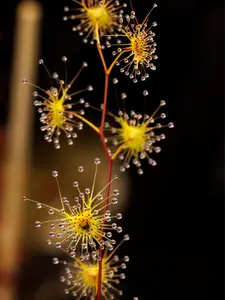 SEEDS - Tuberous Sundew - Drosera auriculata (Cooks Beach, NZ) - Carnivorous Plant