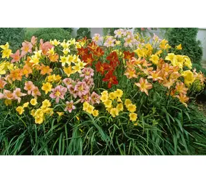 Roberta's 3 pc. Island Series Reblooming Daylilies