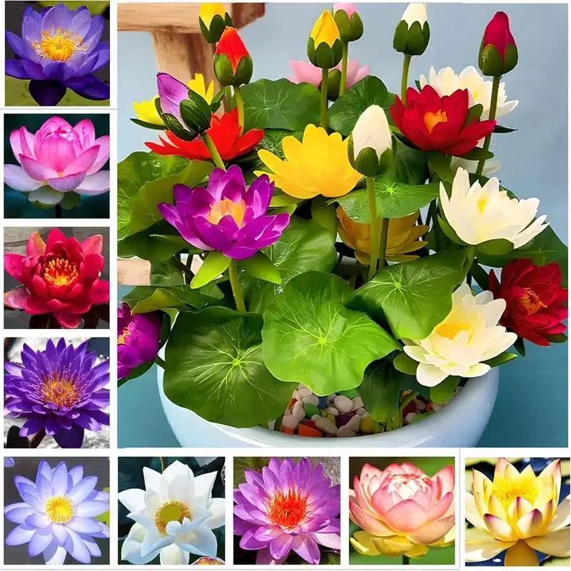 20 Pcs Decorative Mixed Bowl Lotus Seeds - Rare Color Water Lily Seeds, Easy to Grow in Containers, Ideal for Patio, Balcony Gardens