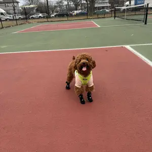 Waterproof Non-Slip Dog Socks, Breathable Pet Shoes, Kitten Shoes for Dogs and Cats, Durable Outdoor Accessories for Small Medium Large Breeds