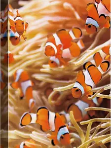 Canvas Print Wall Art Orange, Black & White Clownfish and Anemone Marine Life Ocean Photography Modern Art Nautical Scenic Colorful Multicolor Ultra for Living Room, Bedroom, Office Ornaments Artistic Poster Decoration Decor Gift