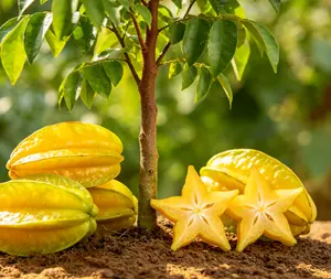 （ML#ZR）Starfruit Tree Live Plant Carambola Seedling for Outdoor Garden Patio Container Growing