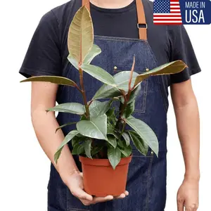 2024 Ficus Elastica Tineke Live Plant for Indoor - Grown in USA - Houseplants in 6'' Plastic Shown Pot - Real House Plant Decor for Living Room, Office, Desk & Bathroom - Variegated Rubber Tree - Rubber plant