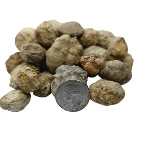 Tiny Geodes for Cracking - 20 Pcs Whole Raw Kentucky Geodes 1-2" Crystal Filled