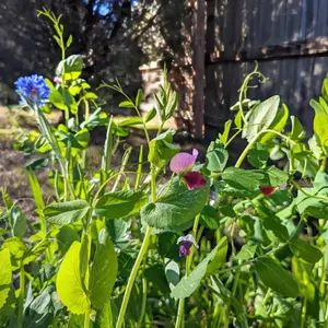 Sprouting Speckled Pea Organic Seeds (Pisum sativum) Vigorous sprouting pea variety producing tender shoots and flavorful sprouts; ideal for indoor growing, microgreens, and quick harvest greens