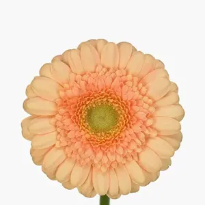 Mini Gerber Dalida - 60 Stem Bunch