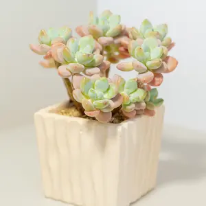 Live Cluster Miul Graptosedum Succulent, Fully Rooted Chubby Peach-Pink Rosettes with Rounded Leaves, Low Maintenance Beginner Friendly Indoor Desktop Decor