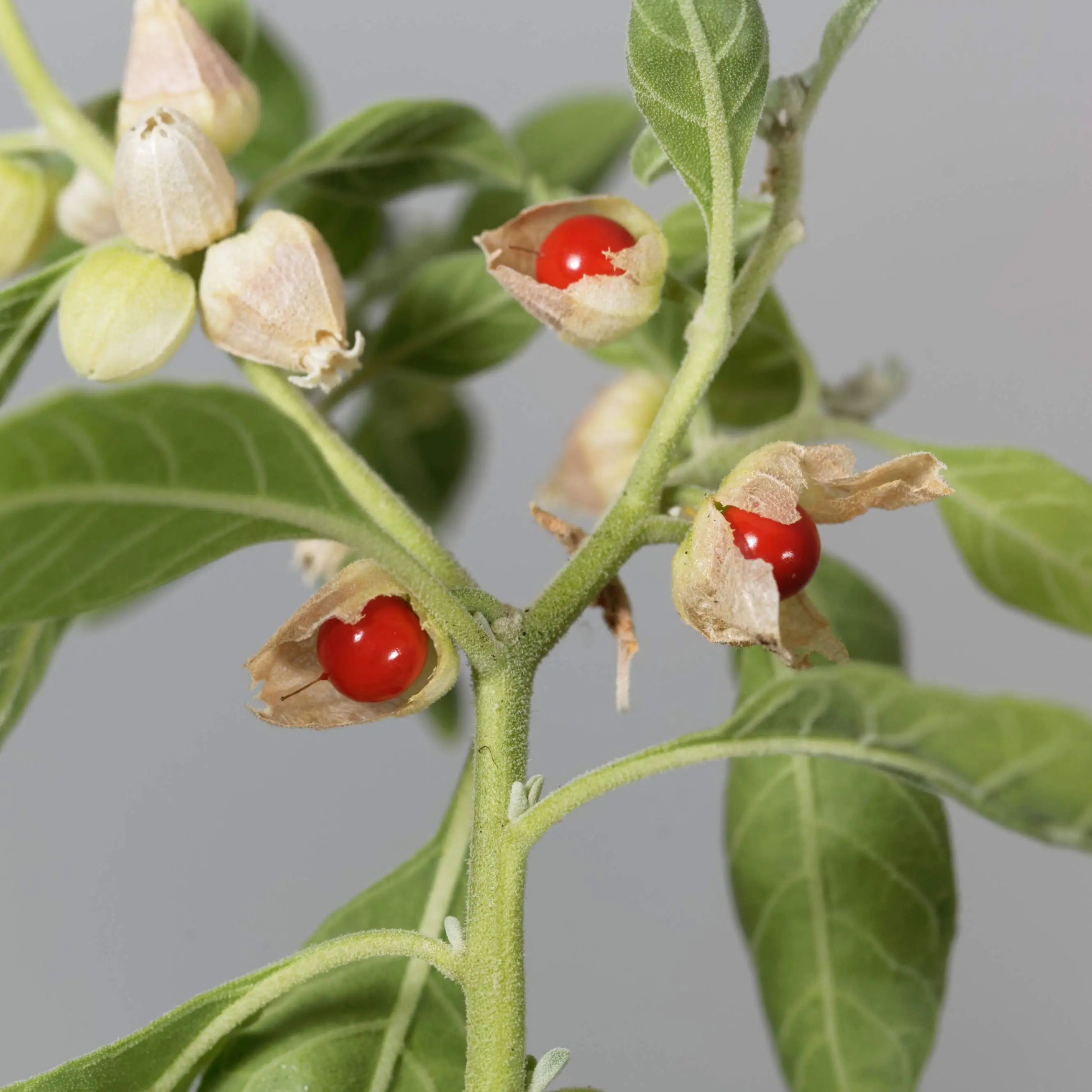 Terra Mater Gardens Ashwagandha (Withania somnifera) Organic Seeds - Pack of 10