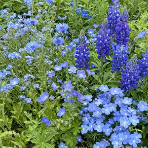 Blue Mix Bulk Wildflower Seeds, 1lb