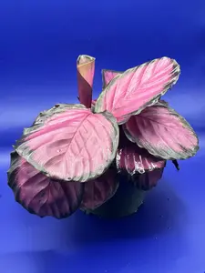 Calathea Roseopicta | 6 In. Pot | House Plant | Live Plant