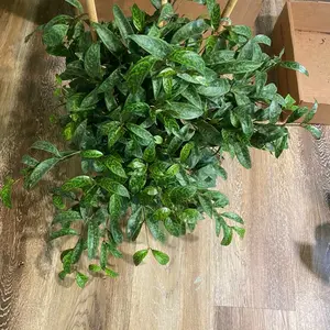 Black Pagoda Lipstick Plant- with trellis