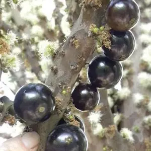 Sabara Jaboticaba Tree, 2-3 ft Tall, 3 Gal Pot