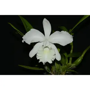 Cattleya Monita Andina