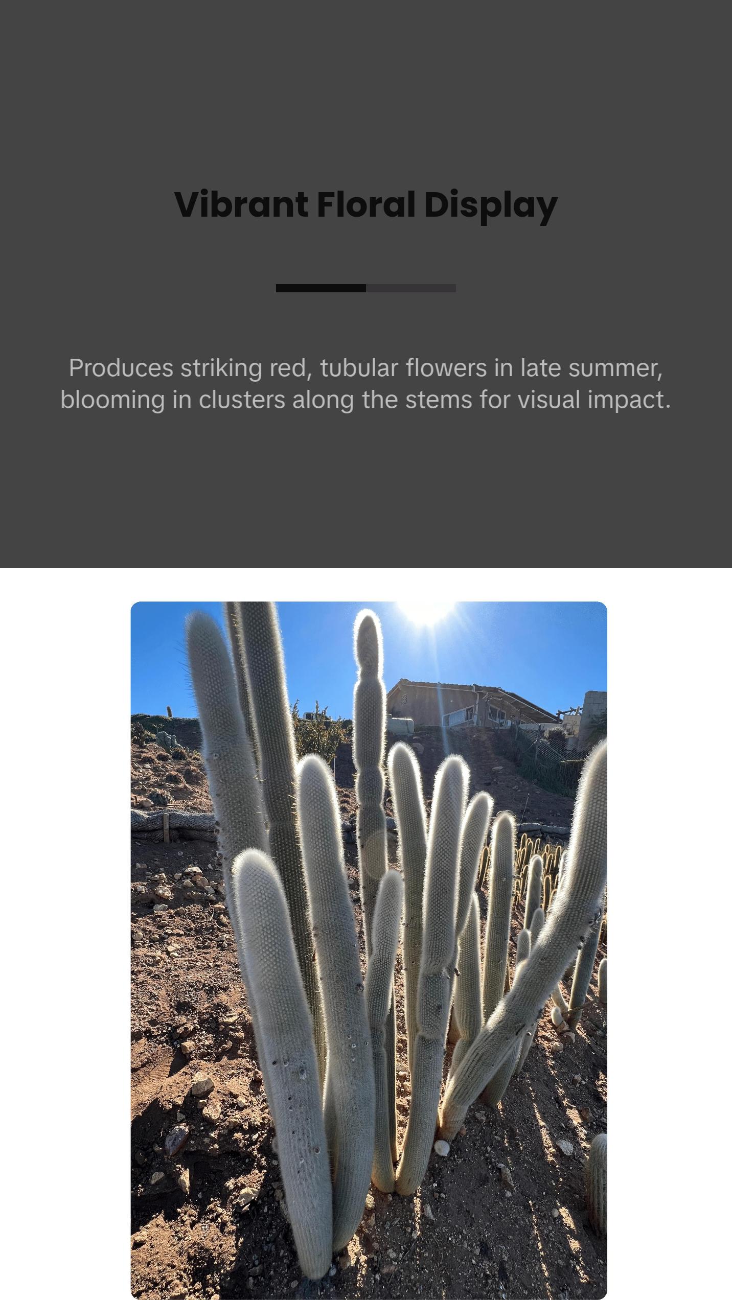 Silver Torch Cactus - Cleistocactus Strausii