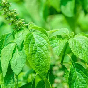 Basil Seeds - Clove Scented