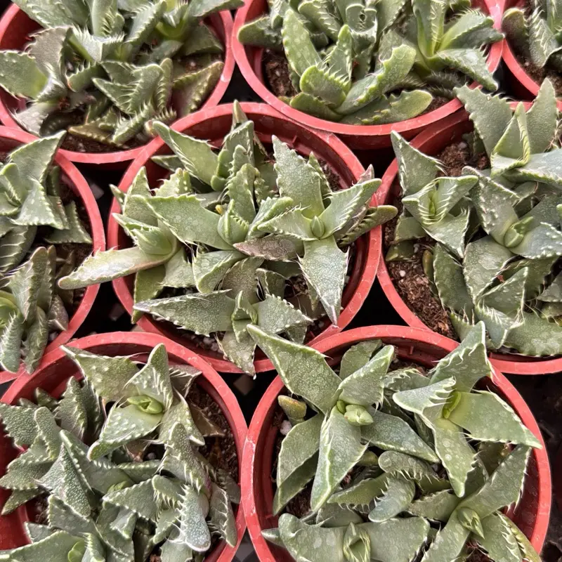 Tiger Jaws succulent Faucaria felina plant