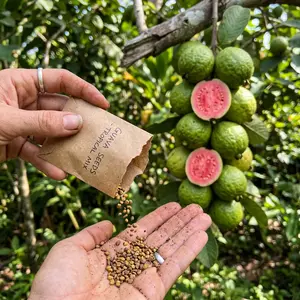 50 Pink Guava Fruit Seeds for Planting, Ideal for Home Gardening in Warm Climates with Full Sun Exposure, Suitable for Pots, Greenhouses & Outdoor Gardens