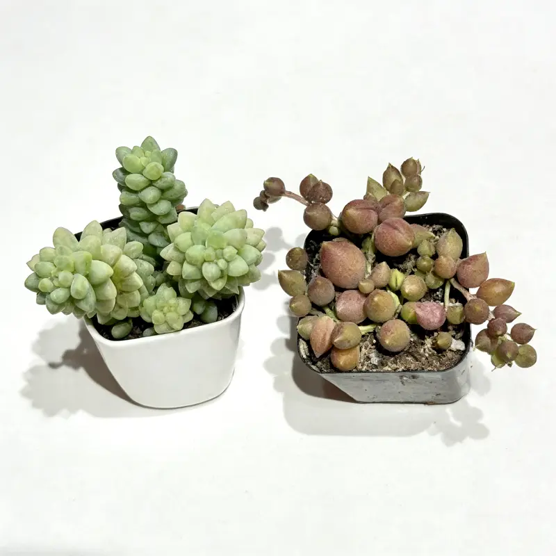 sedum burrito succulent - TikTok Shop