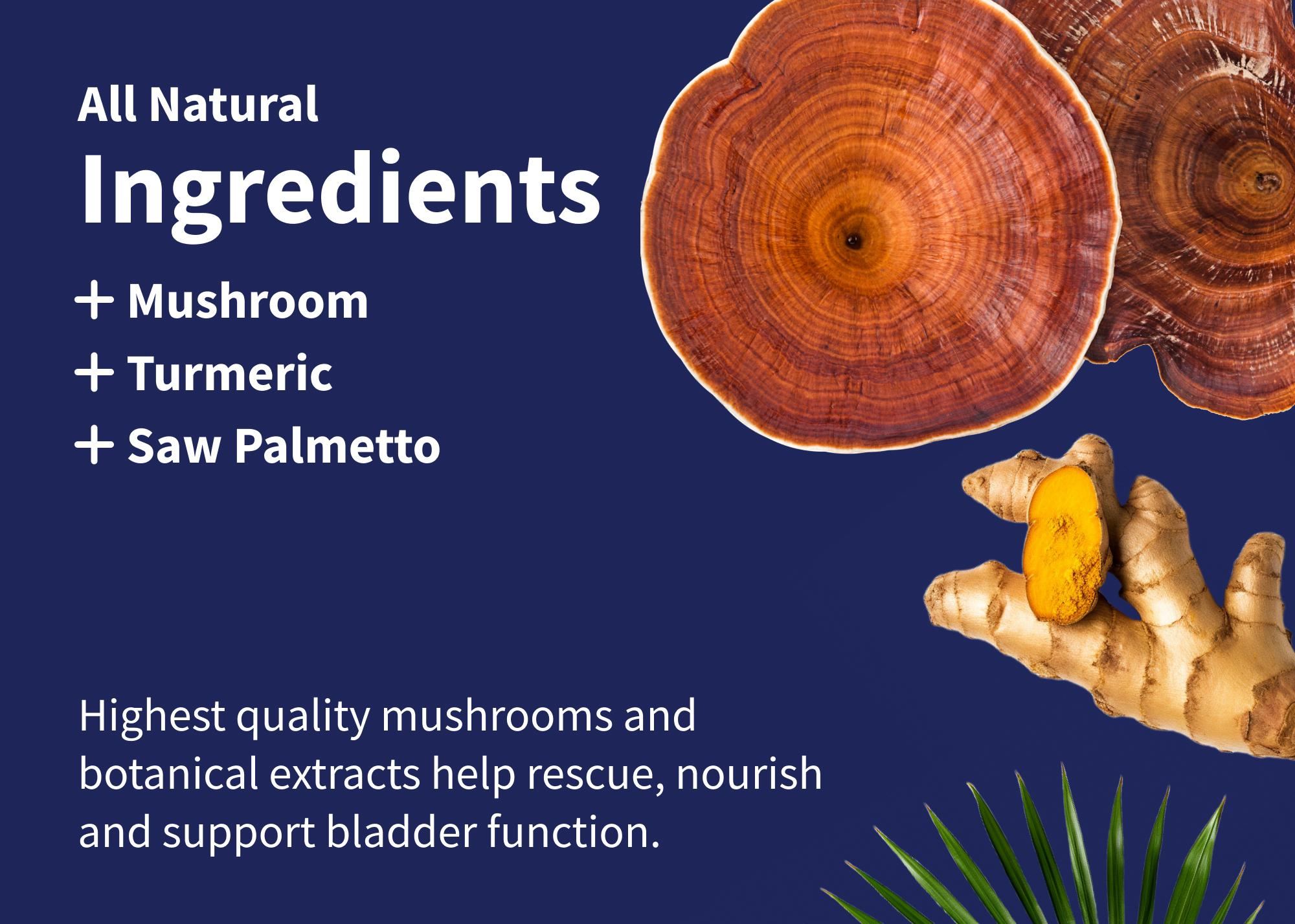 Snap Supplements - Prostate Health + Brain Food - Cognitive & Prostate Support Bundle