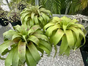 Live - Air plant bromeliad
