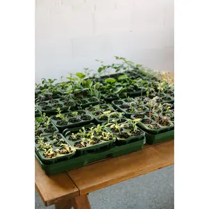 GreenStalk Seed Starter Kit (Set of 4) | Evergreen