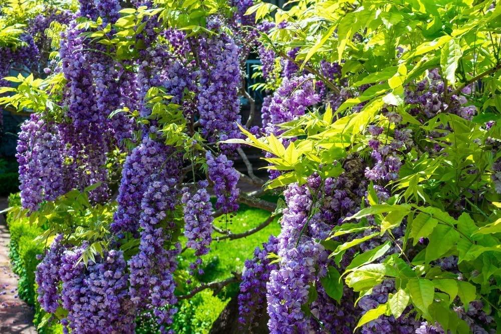 Generic 100pcs Wisteria Tree Seeds Mixed