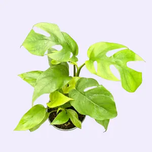 4" Rhaphidophora Tetrasperma -  Mini Monstera - Monstera Minima - Easy Indoor Care - Fast Growing Vining Plant with Fenestrated Leaves